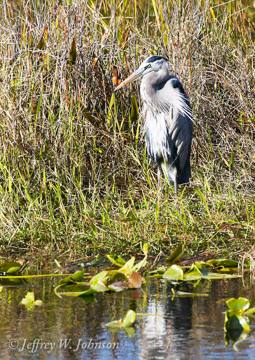 Great Blue Heron Waiting